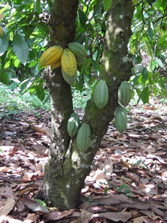 Cacao Tree