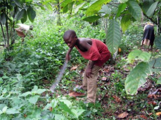 ガーナ・カカオ畑で下草刈りをする子ども